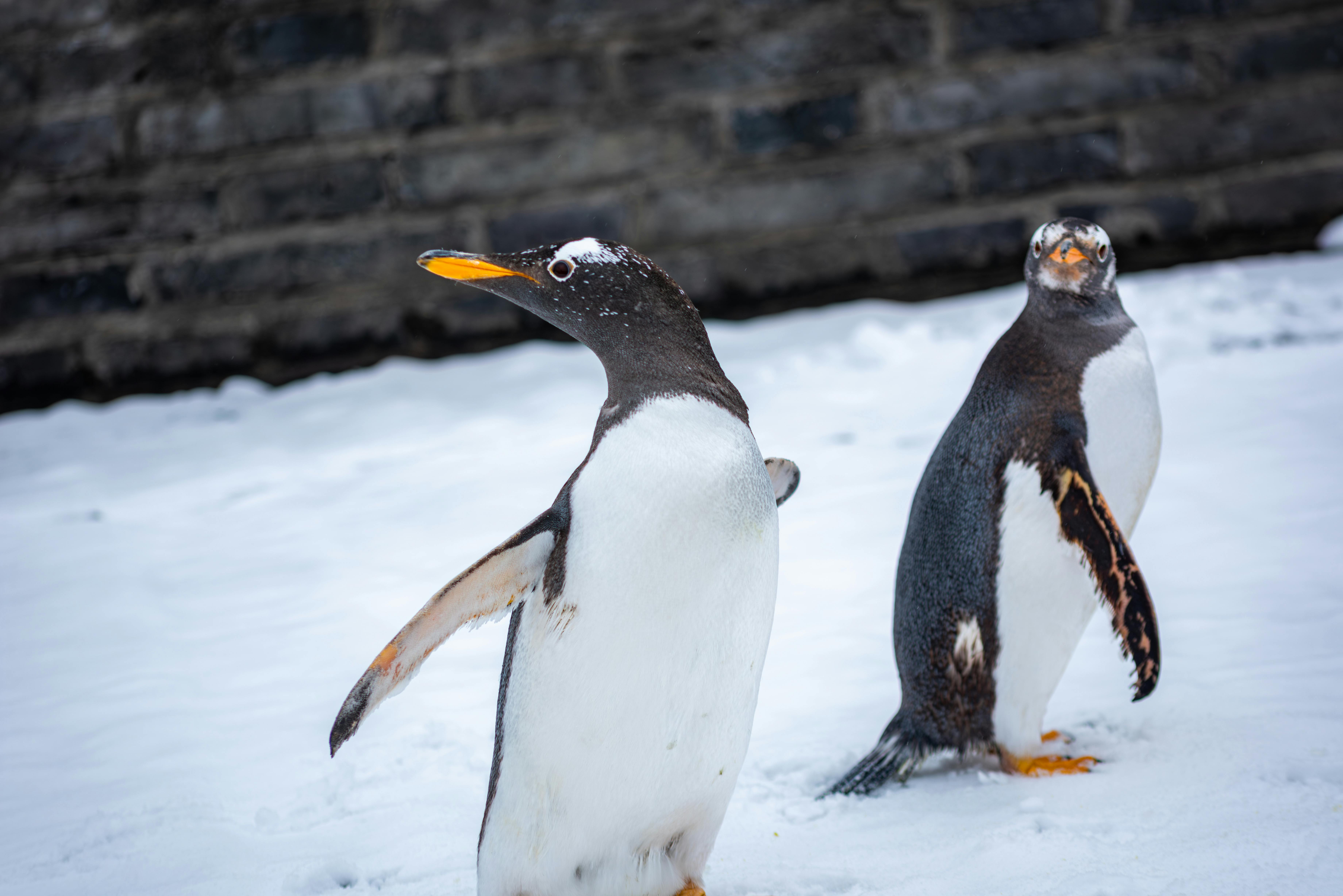 penguins vs flyers — Photo by Alex Bian on Pexels