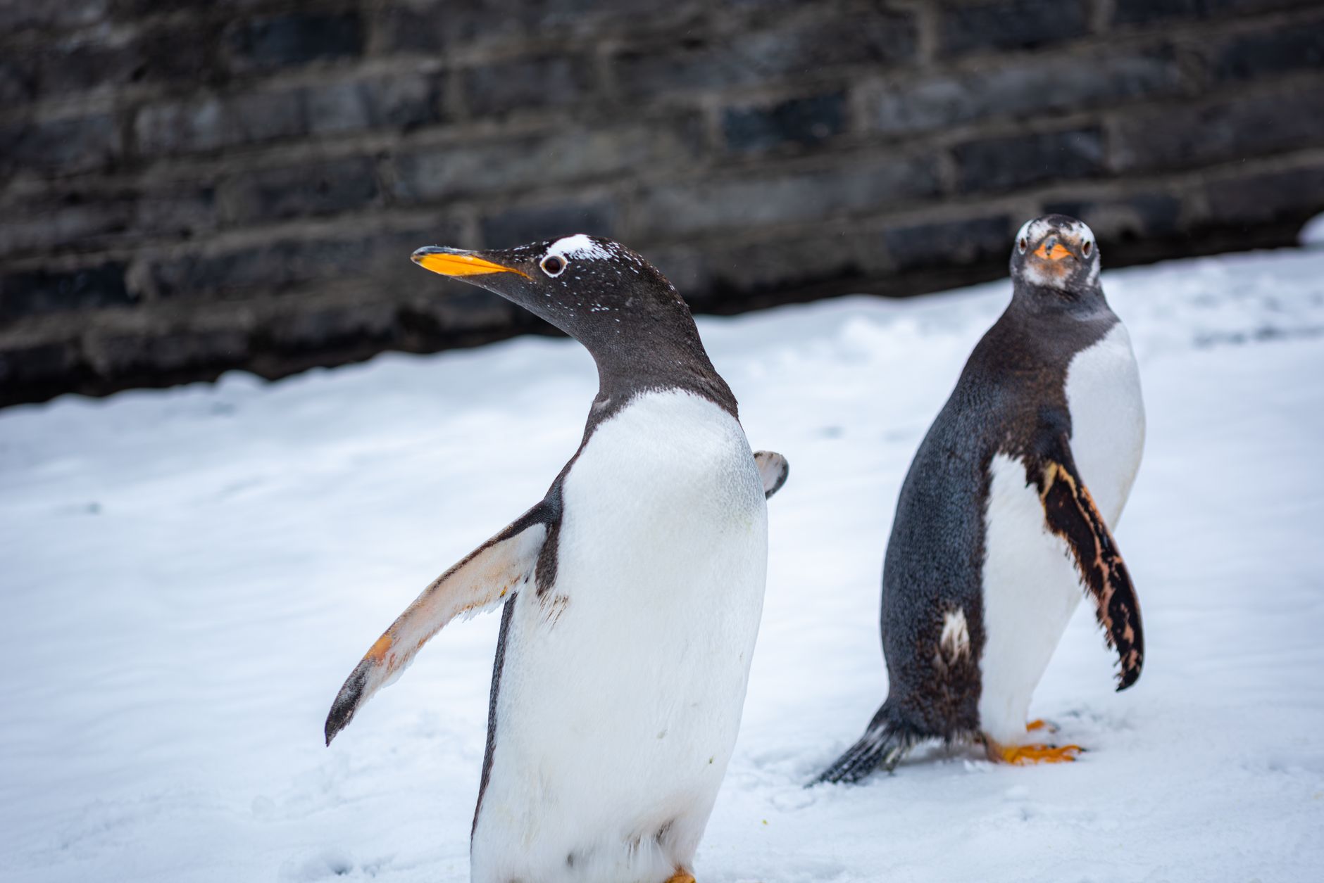 Two Gentoo penguins stand on snow against a stone wall background, showcasing their natural habitat.