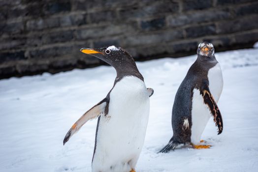 penguin photo