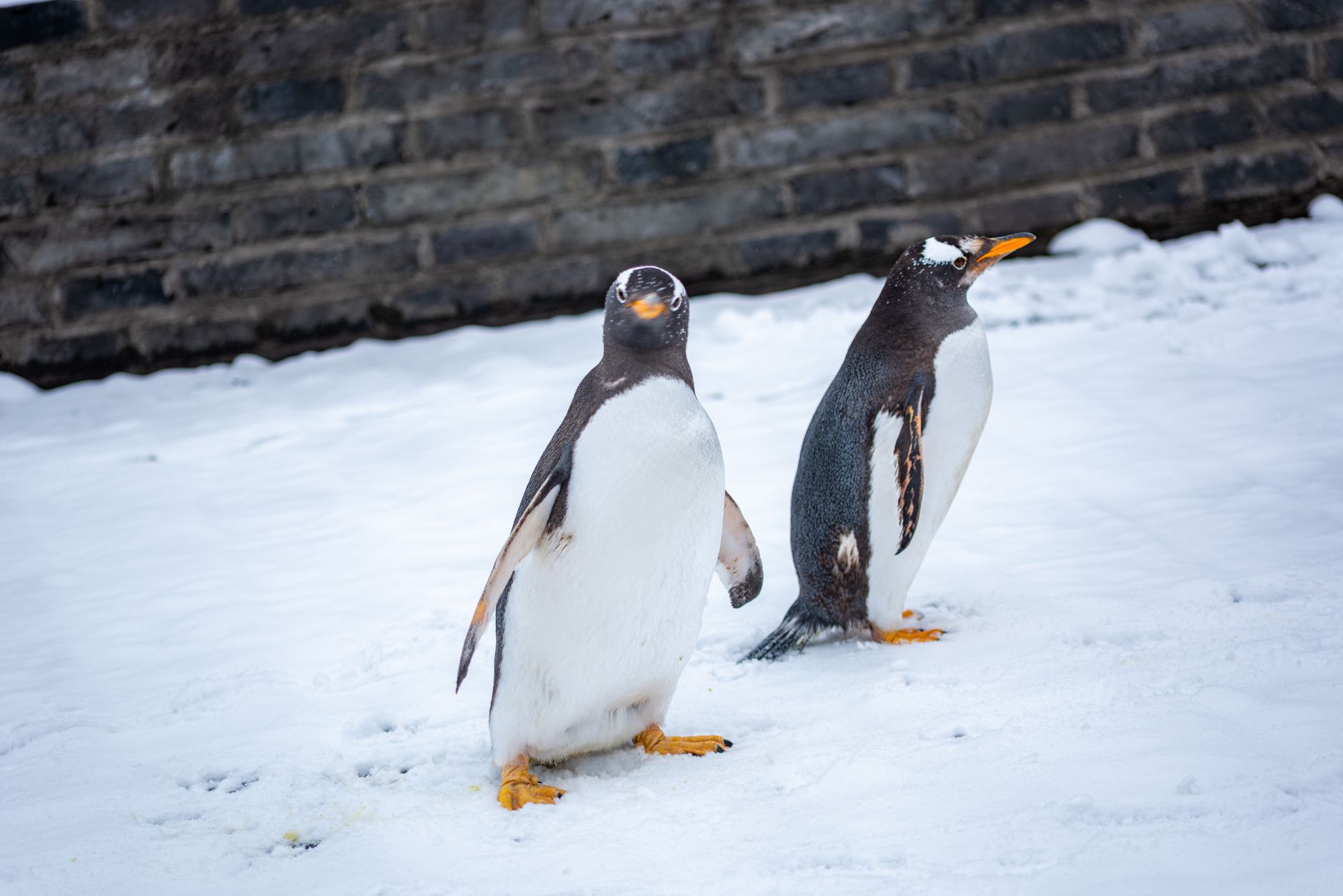 Antarctica, Antarctica