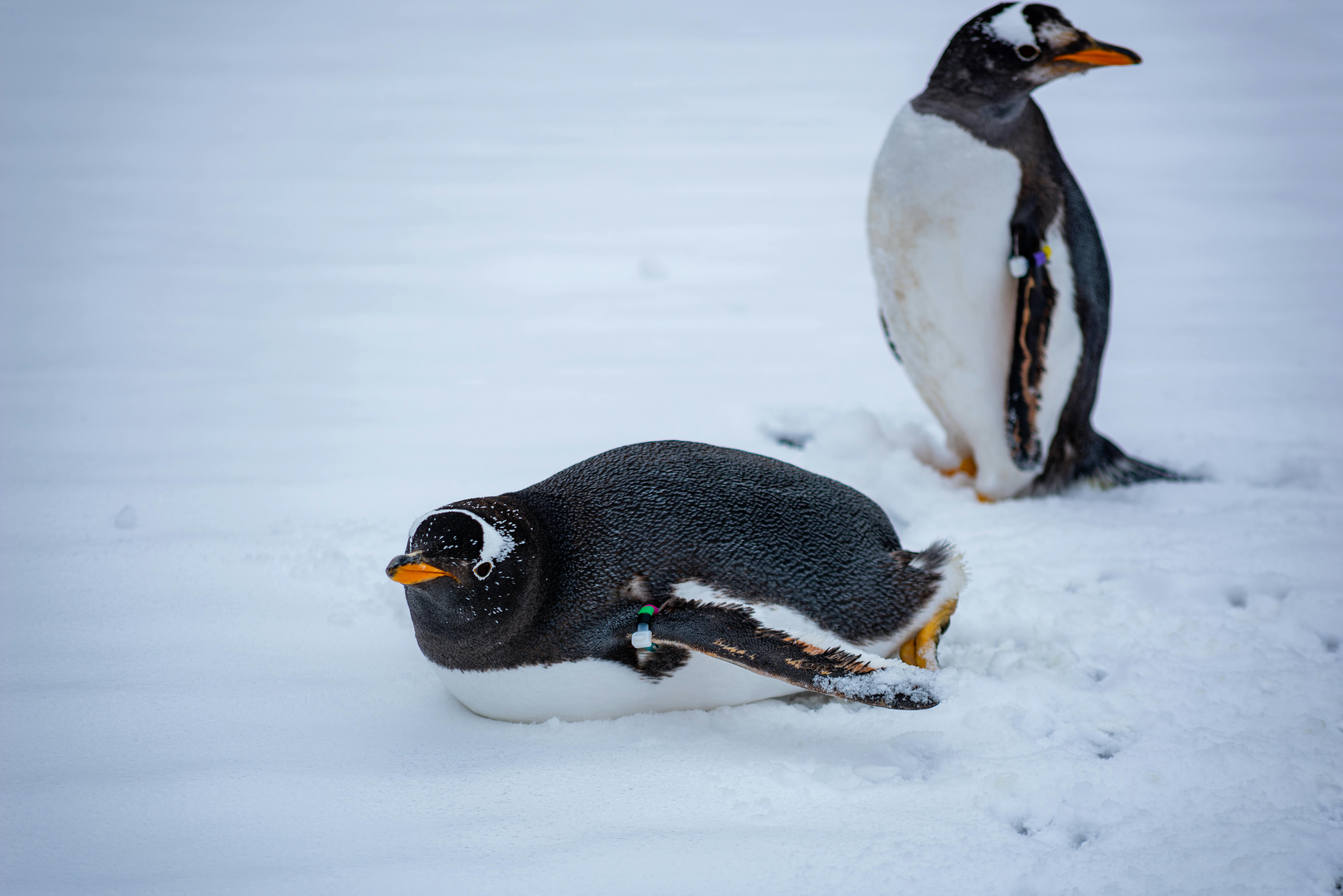 penguins vs flyers — Photo by Alex Bian on Pexels