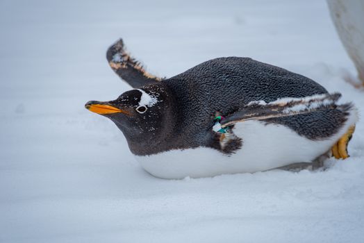 Camping overnight on the ice — Antarctica