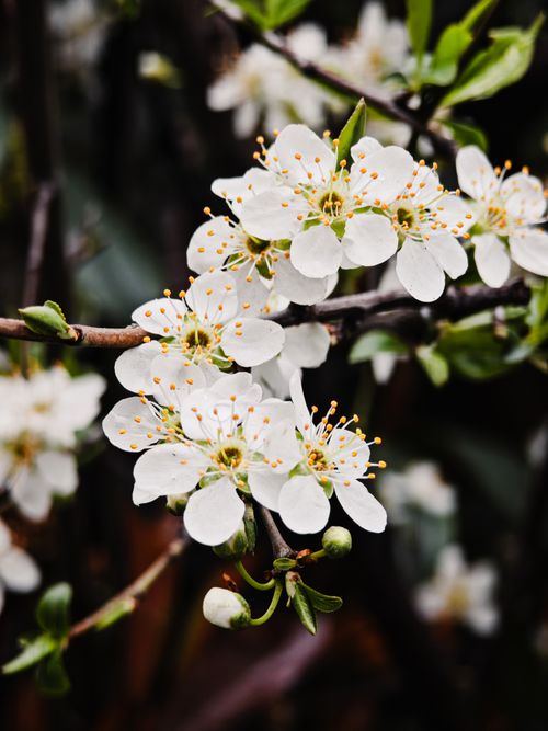 Free Close-up of white blossom flowers on branches, symbolizing spring. Stock Photo