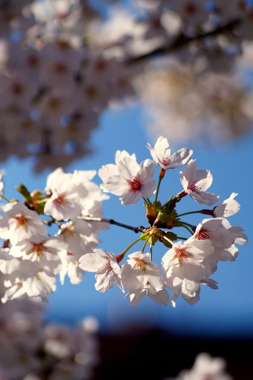 Free Beautiful white cherry blossoms blooming against a clear blue sky in springtime. Stock Photo