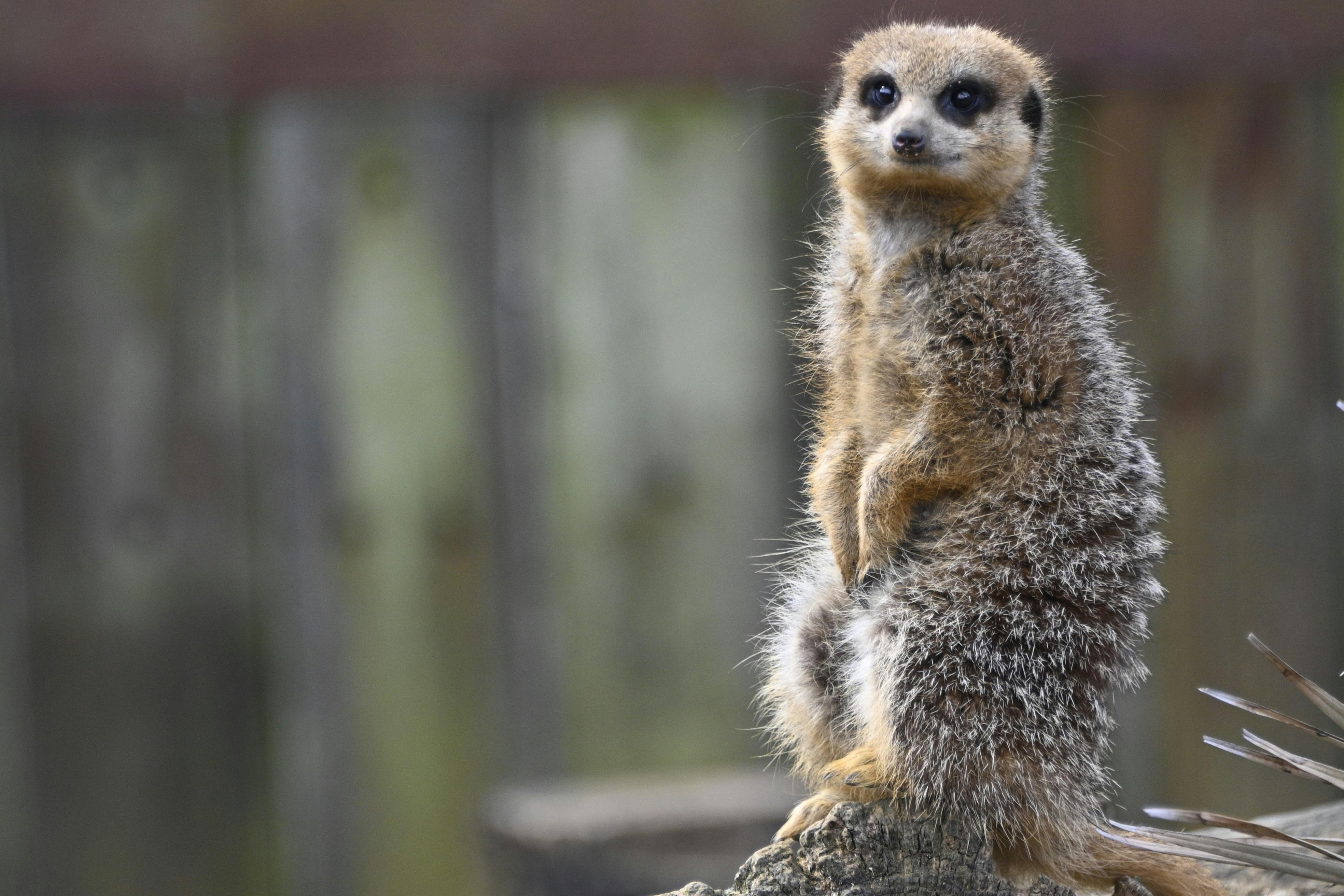 A meerkat standing on alert, showcasing its natural habitat at the zoo.