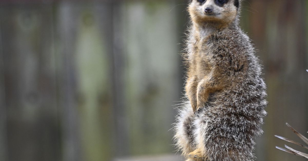 london zoo