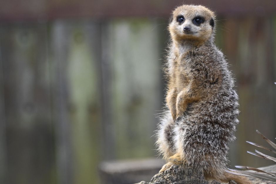 A meerkat standing on alert, showcasing its natural habitat at the zoo.