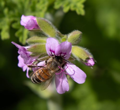 Free Close-up of a honeybee collecting nectar from a vibrant lavender flower under sunlight. Stock Photo