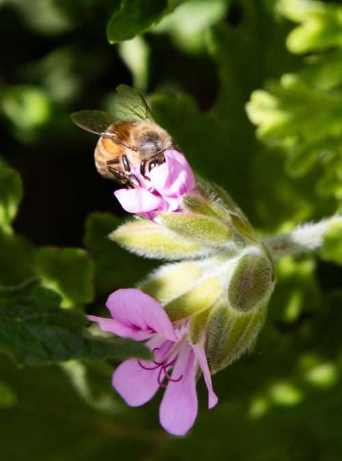 Free Close-up of a honeybee collecting nectar from a blooming pink flower outdoors. Stock Photo