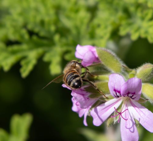 Free A bee collects nectar from a vibrant purple flower, highlighting nature's pollination process. Stock Photo