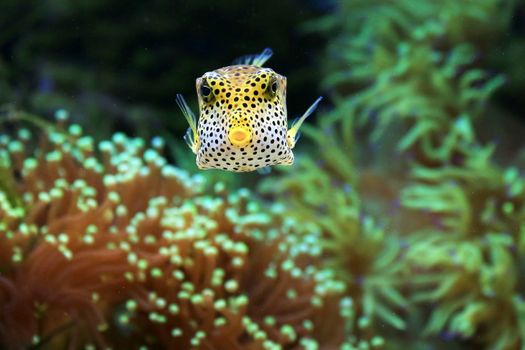 Captivating image of a yellow boxfish swimming among vibrant coral reef structures.