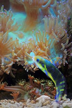A colorful fish swims near sea anemones in a lively coral reef ecosystem.