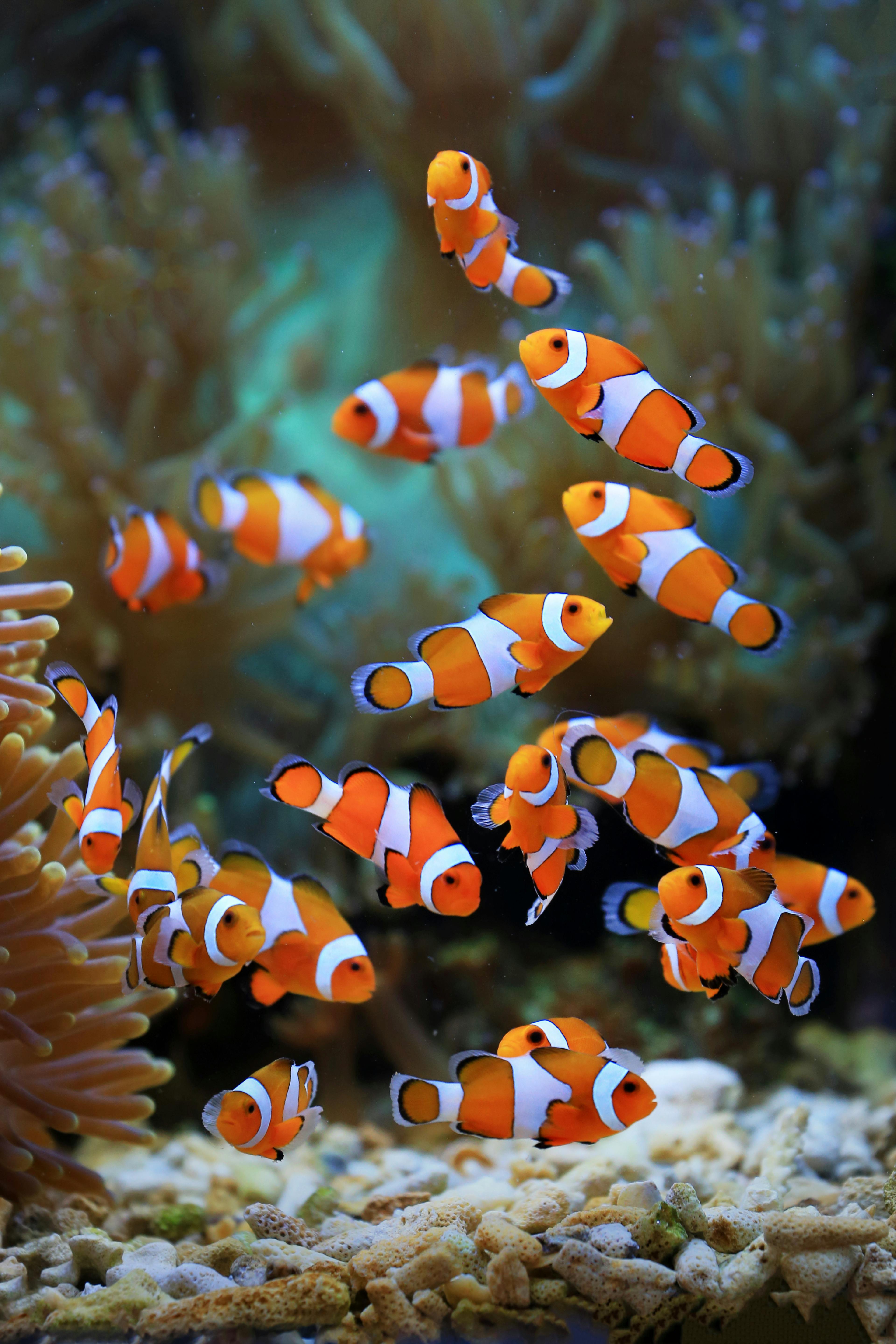 A vibrant group of clownfish swimming among coral in a marine aquarium.