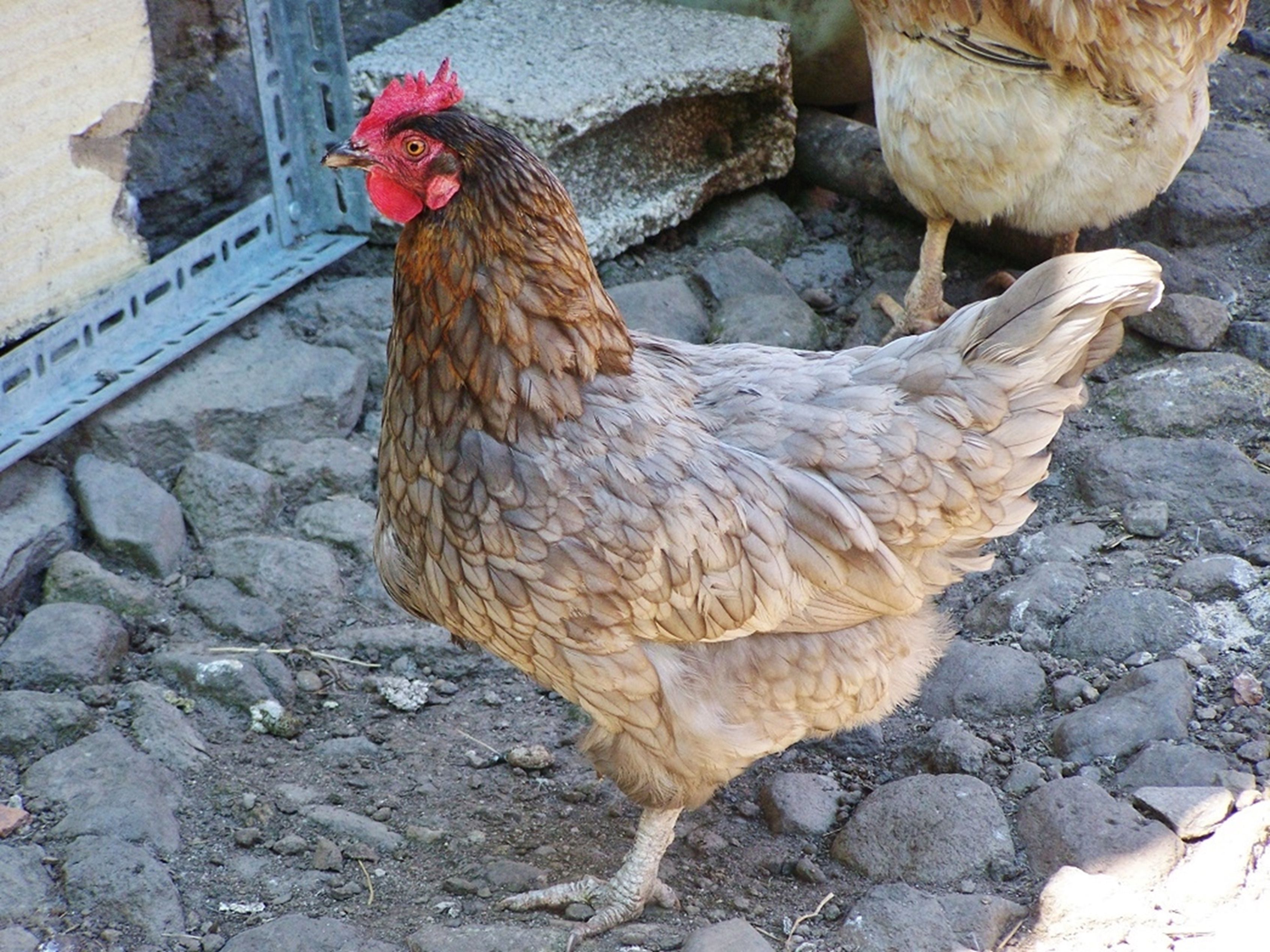 A speckled hen standing on rocky ground, showing detailed feathers and bright red comb.