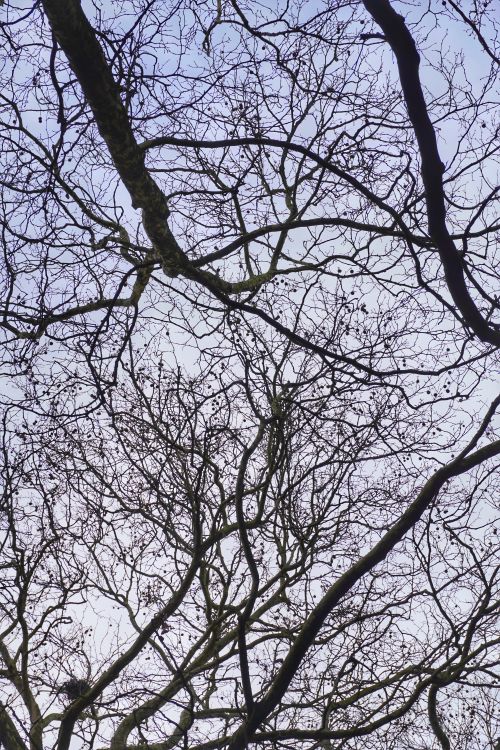Free Leafless branches create intricate patterns against a pale sky, evoking the essence of winter. Stock Photo