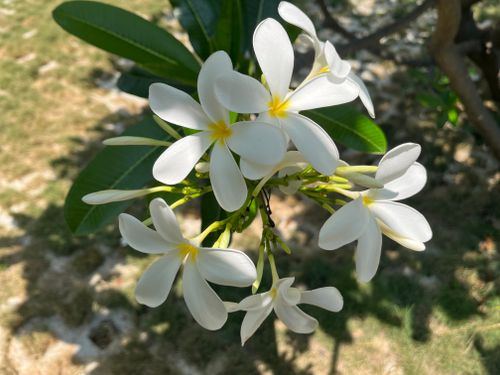 Free White frangipani flowers bloom vibrantly in a sunlit outdoor garden setting. Stock Photo