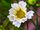 blooming flower