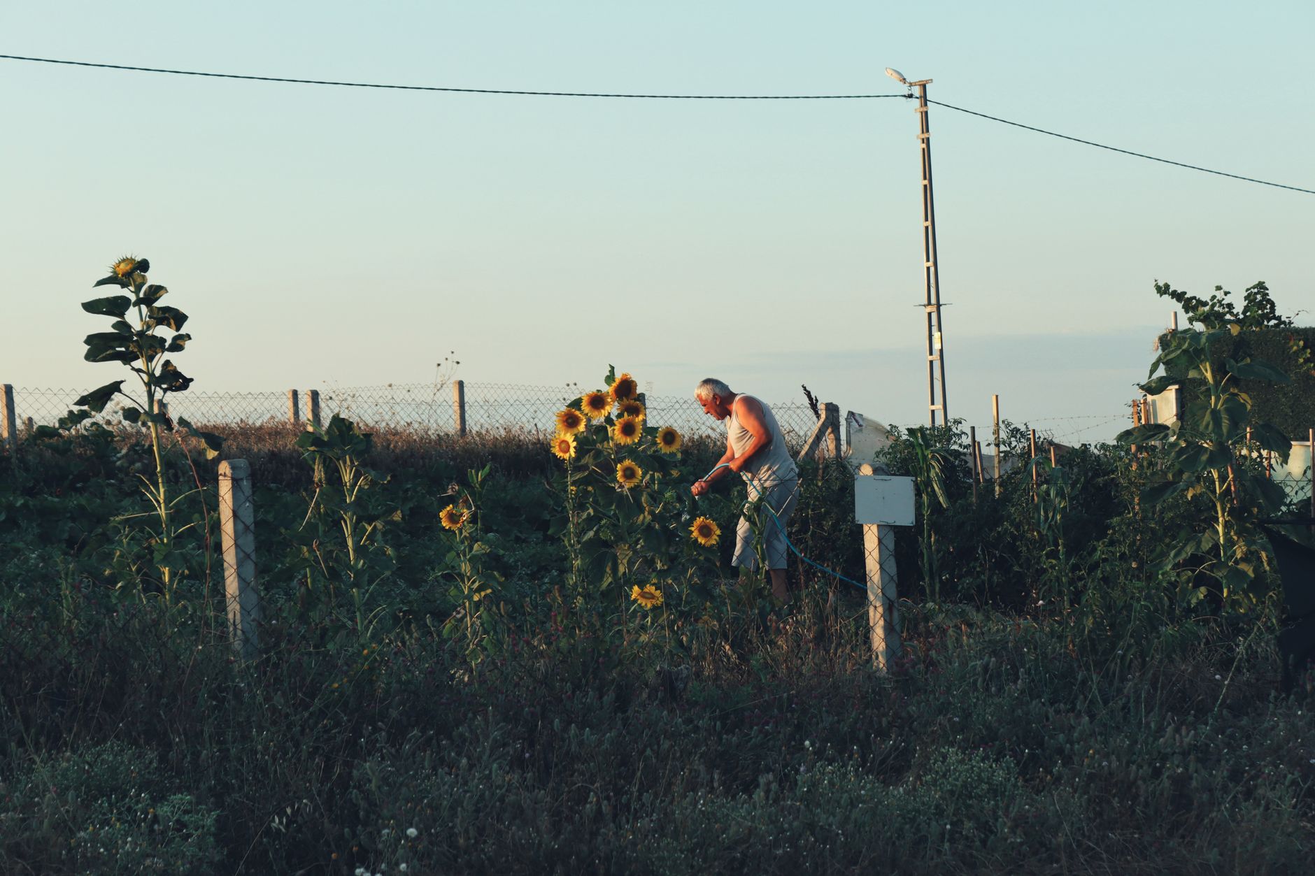 Common Sunflower Farming Mistakes and How to Avoid Them