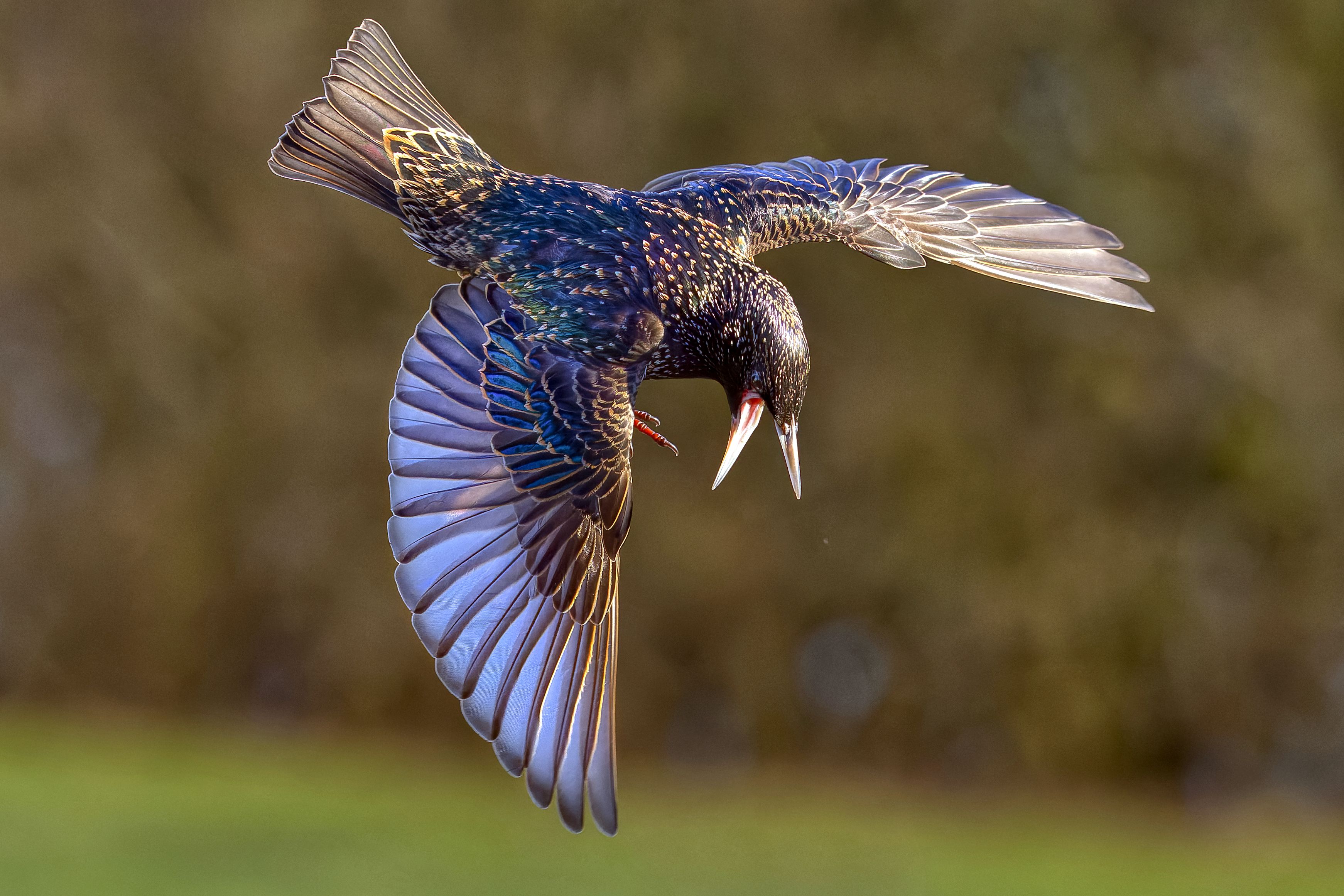 European Starling in Mid-Air with Outstretched Wings · Free Stock Photo