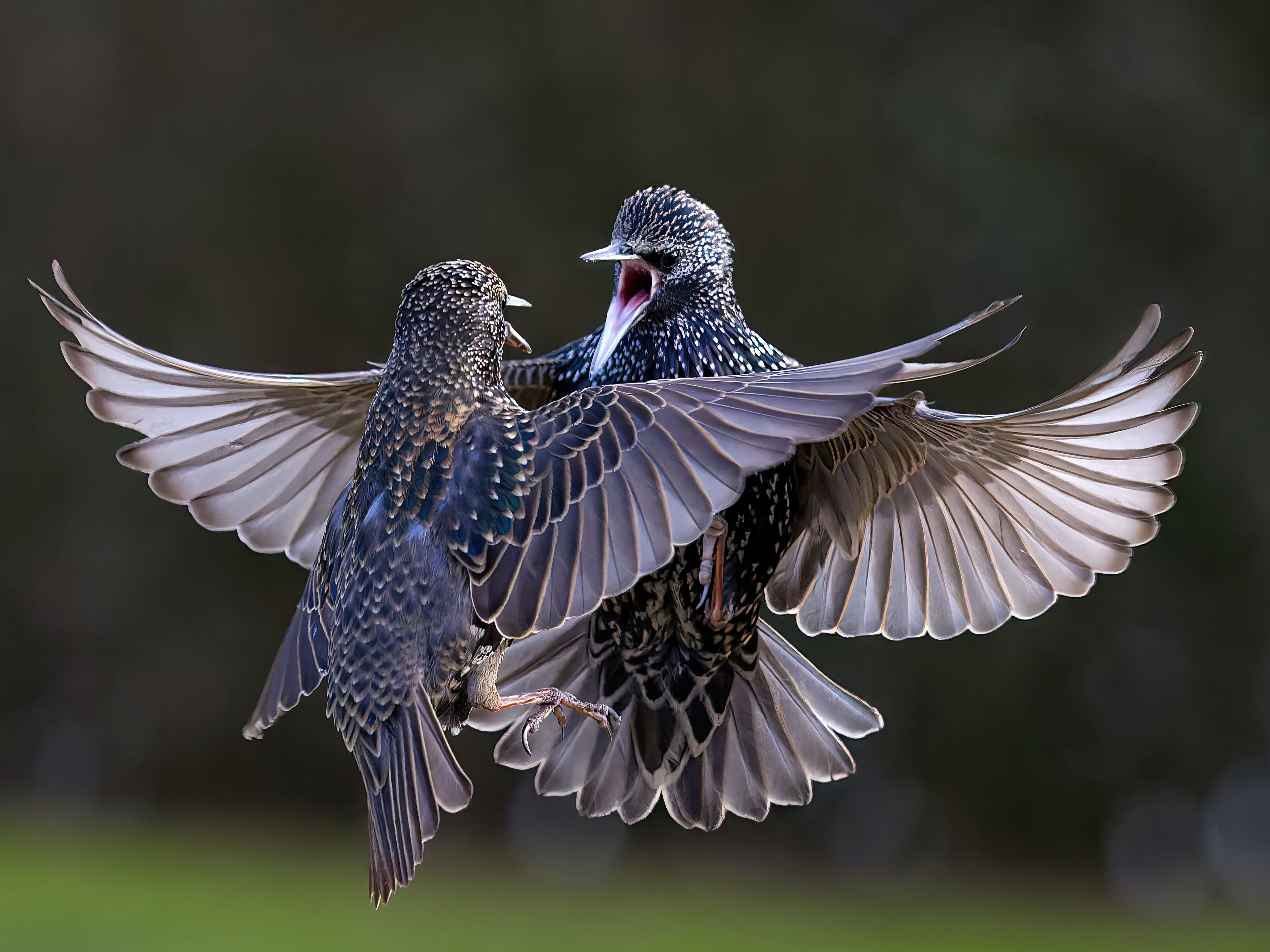 What to do when a bird keeps attacking you? - The Institute for ...