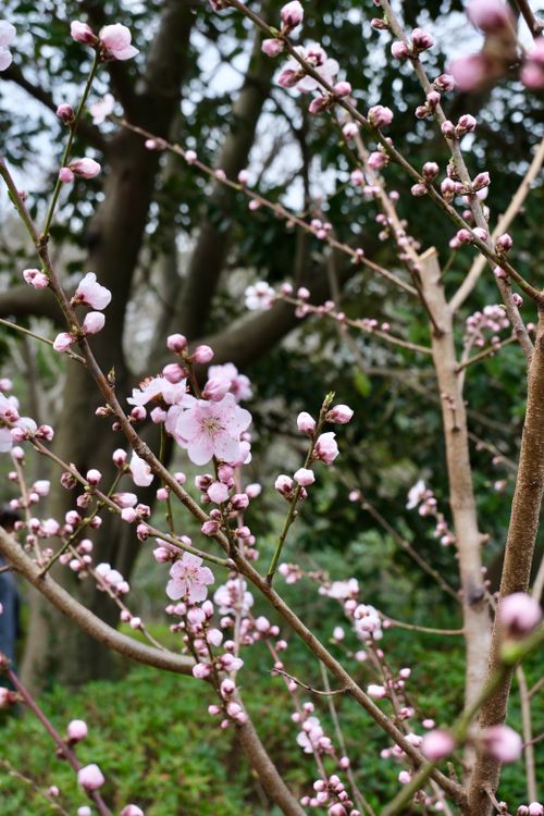 Free Close-up of cherry blossoms in full bloom amidst lush greenery, capturing the essence of spring. Stock Photo