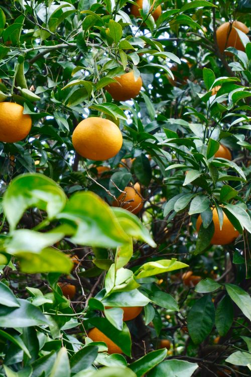 Free Vibrant oranges hanging on lush green trees in a sunlit grove, perfect for citrus themes. Stock Photo