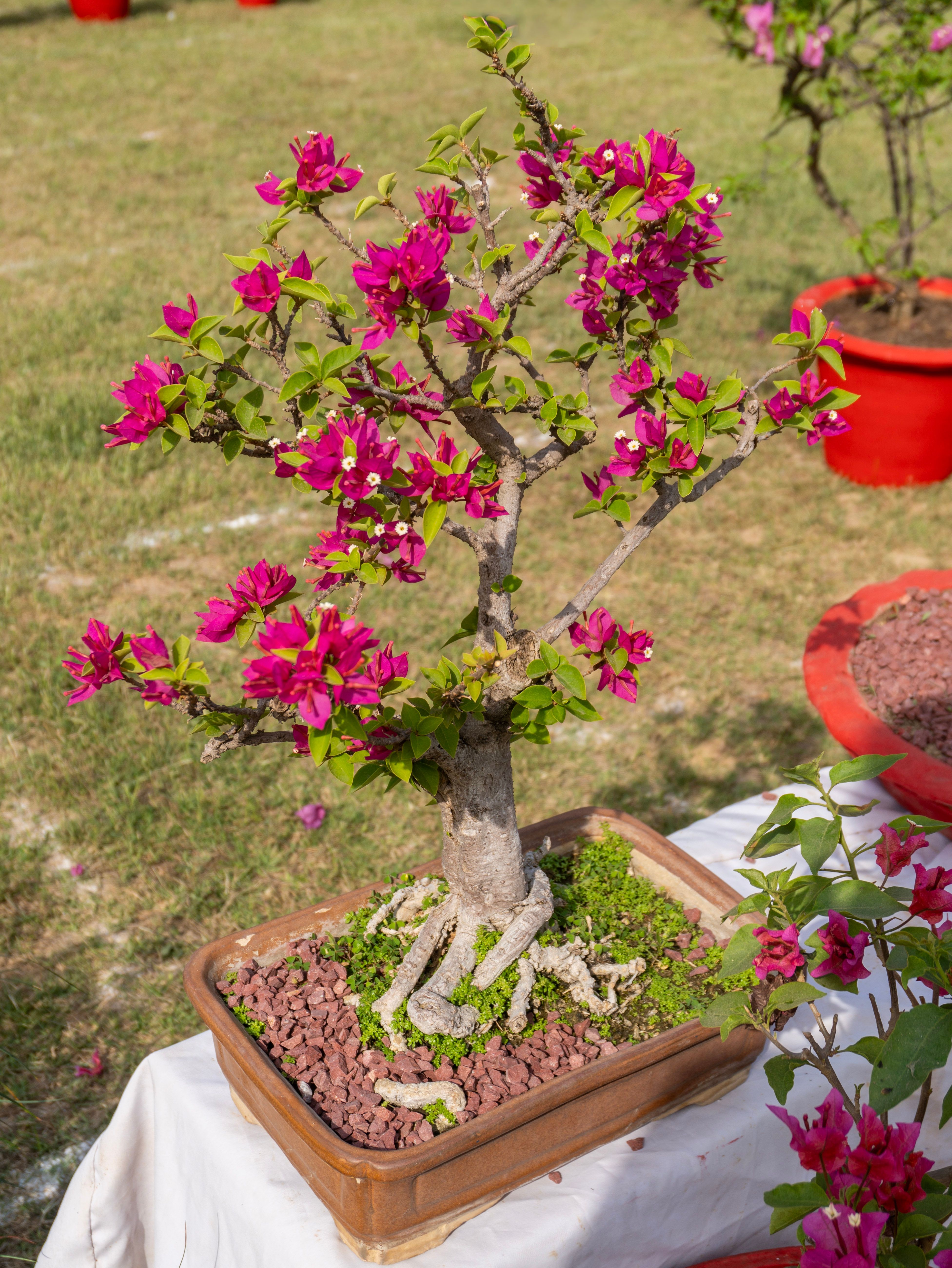 Bonsai Bugenvil Photos, Download The BEST Free Bonsai Bugenvil Stock Photos  & HD Images