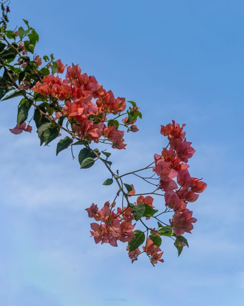 Free Pink bougainvillea blossom against a clear blue sky, showcasing nature's elegance. Stock Photo