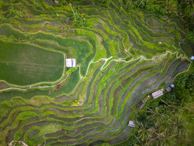 Aerial view of rice terraces in Bali