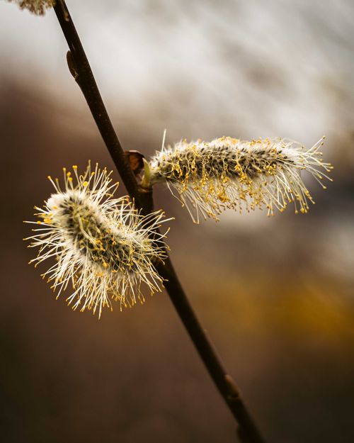 Free Detailed view of willow catkins blooming in early spring in Berlin, Germany. Stock Photo