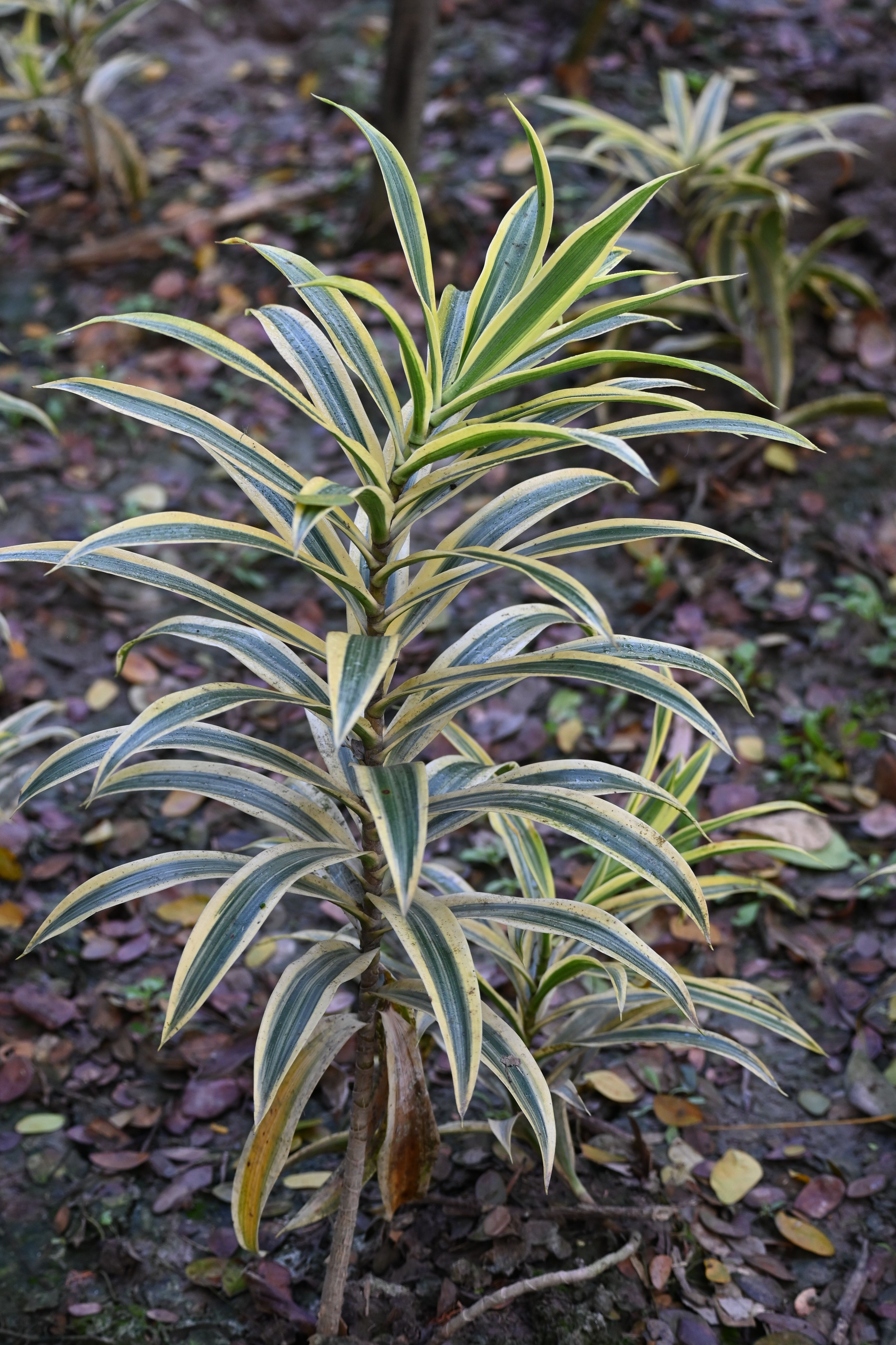 Dracaena - house plant easy care