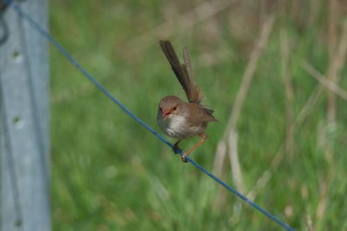 Free Close-up of a small bird on a wire with blurred green backdrop, showcasing wildlife. Stock Photo