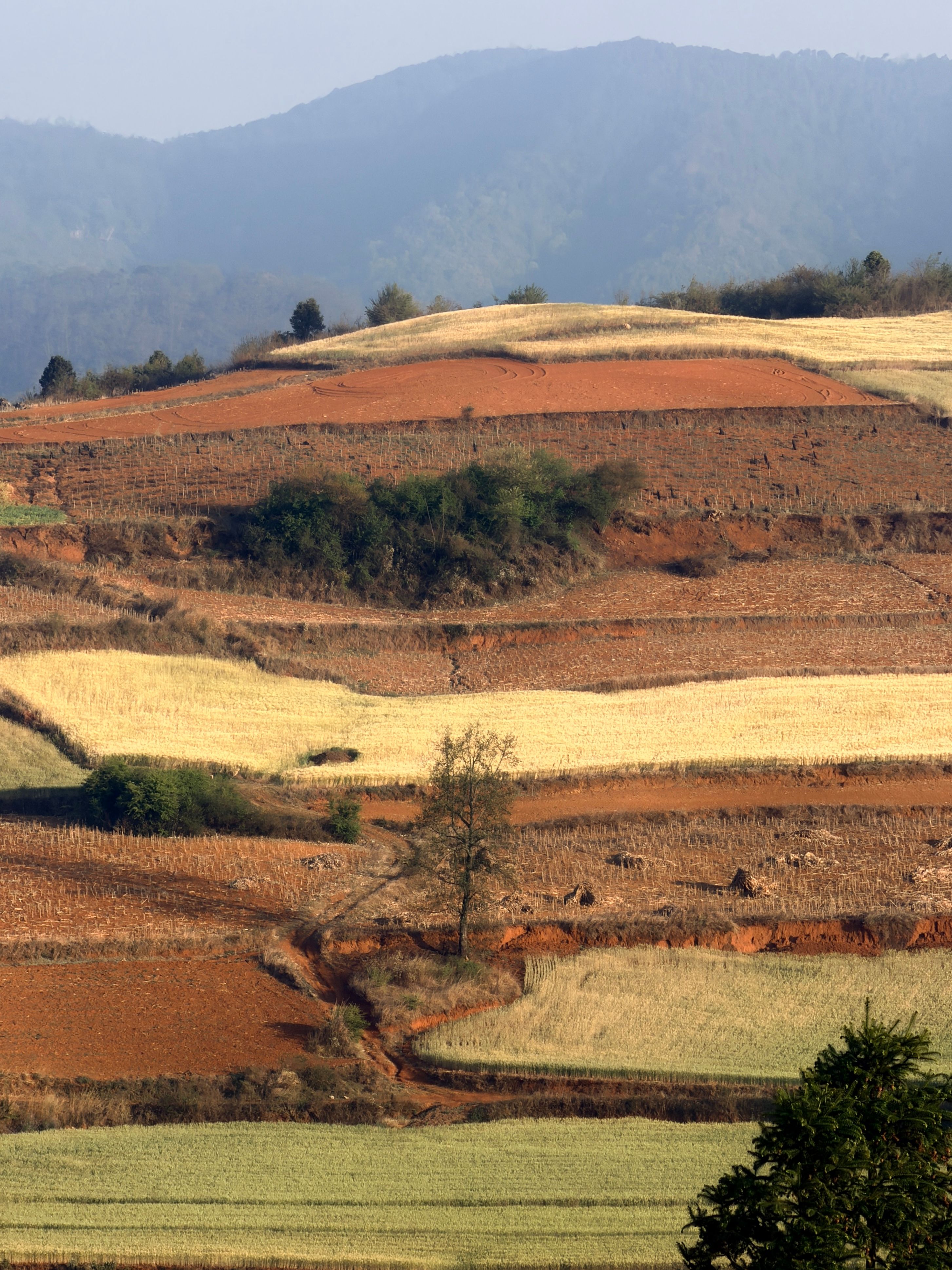 Scenic Layered Farmland in Guizhou, China · Free Stock Photo