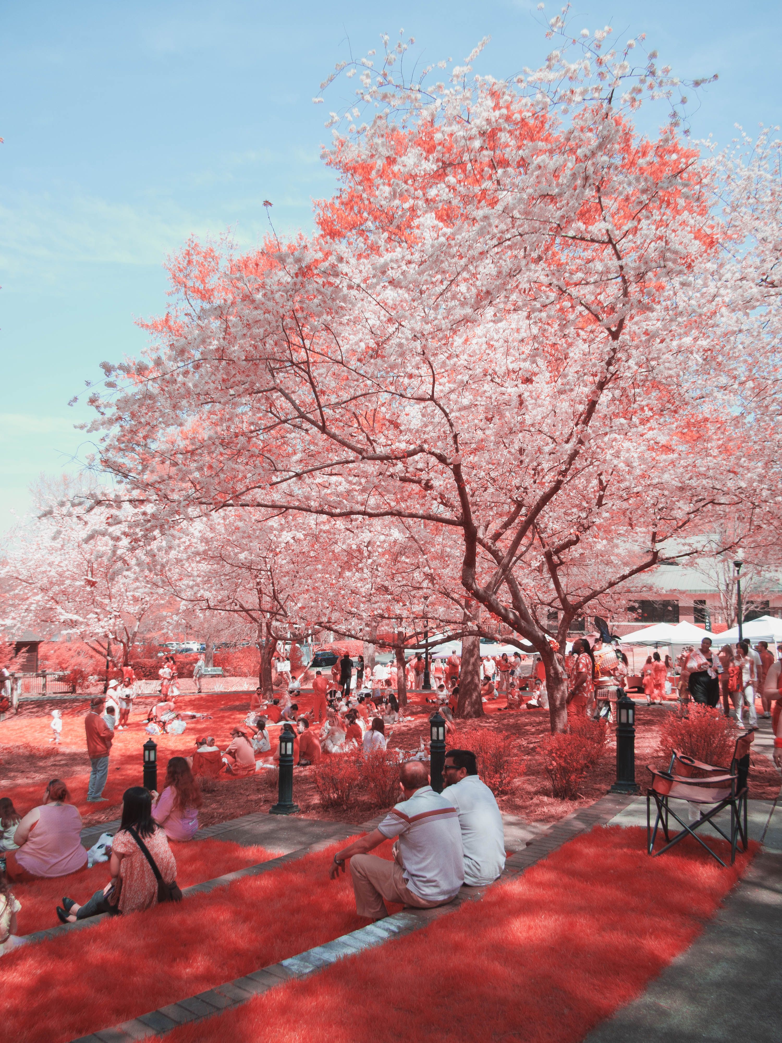 Vibrant Cherry Blossom Festival in Infrared · Free Stock Photo