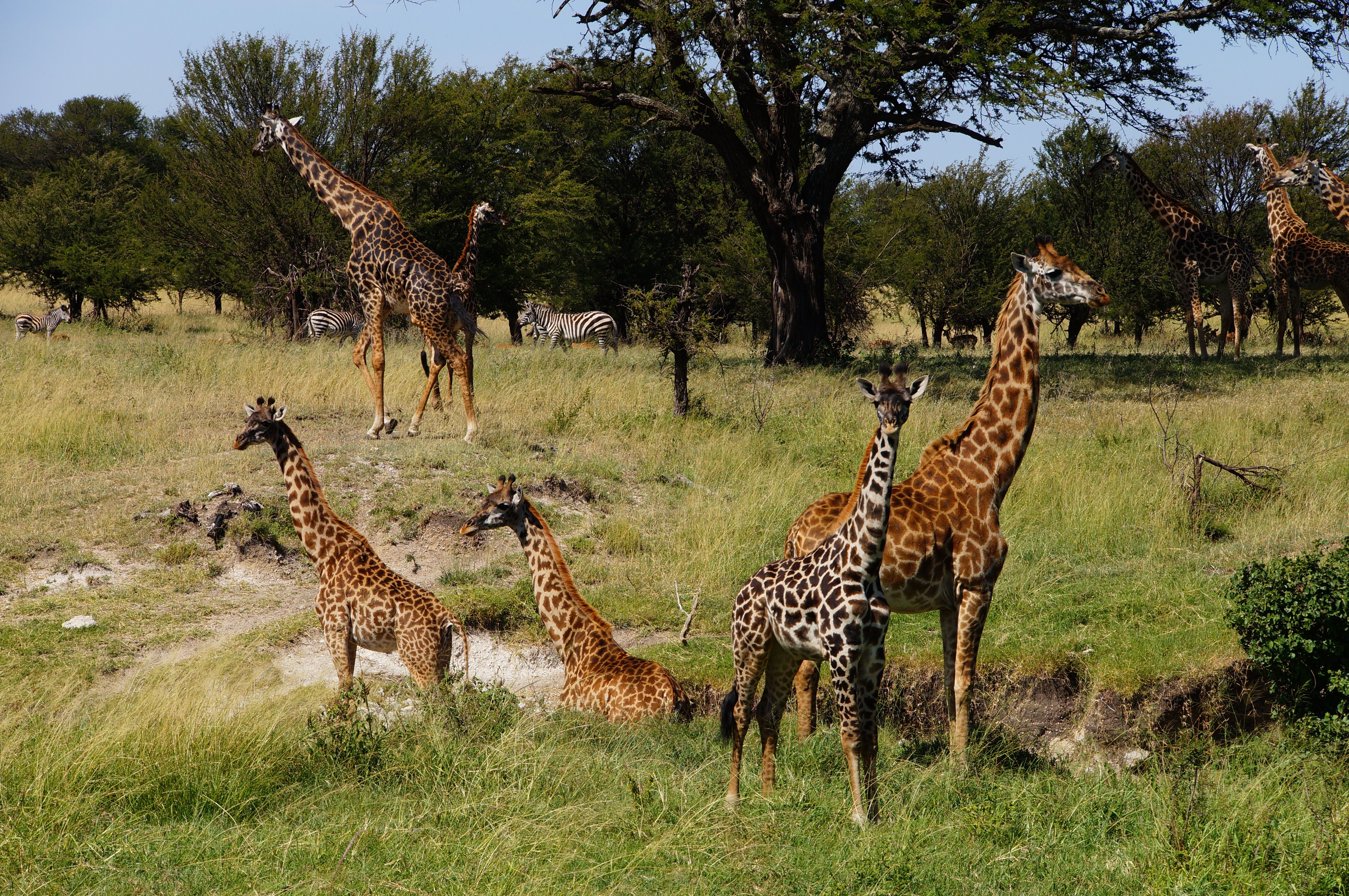 How does giraffe sleep
