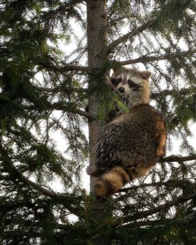 A raccoon perched in a pine tree showcases natural wildlife in Syracuse, New York.