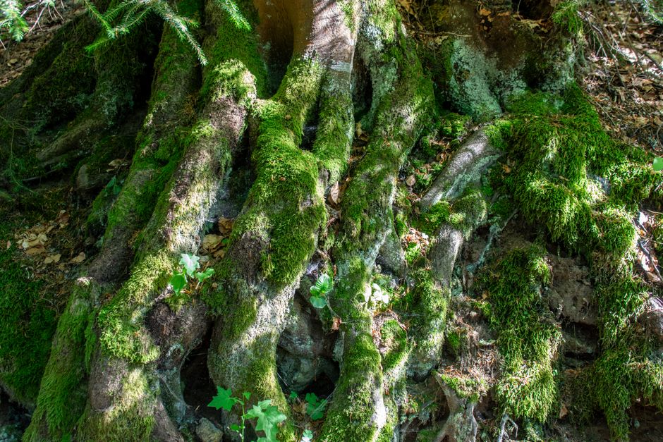 Twisted tree roots covered in moss spreading across the ground