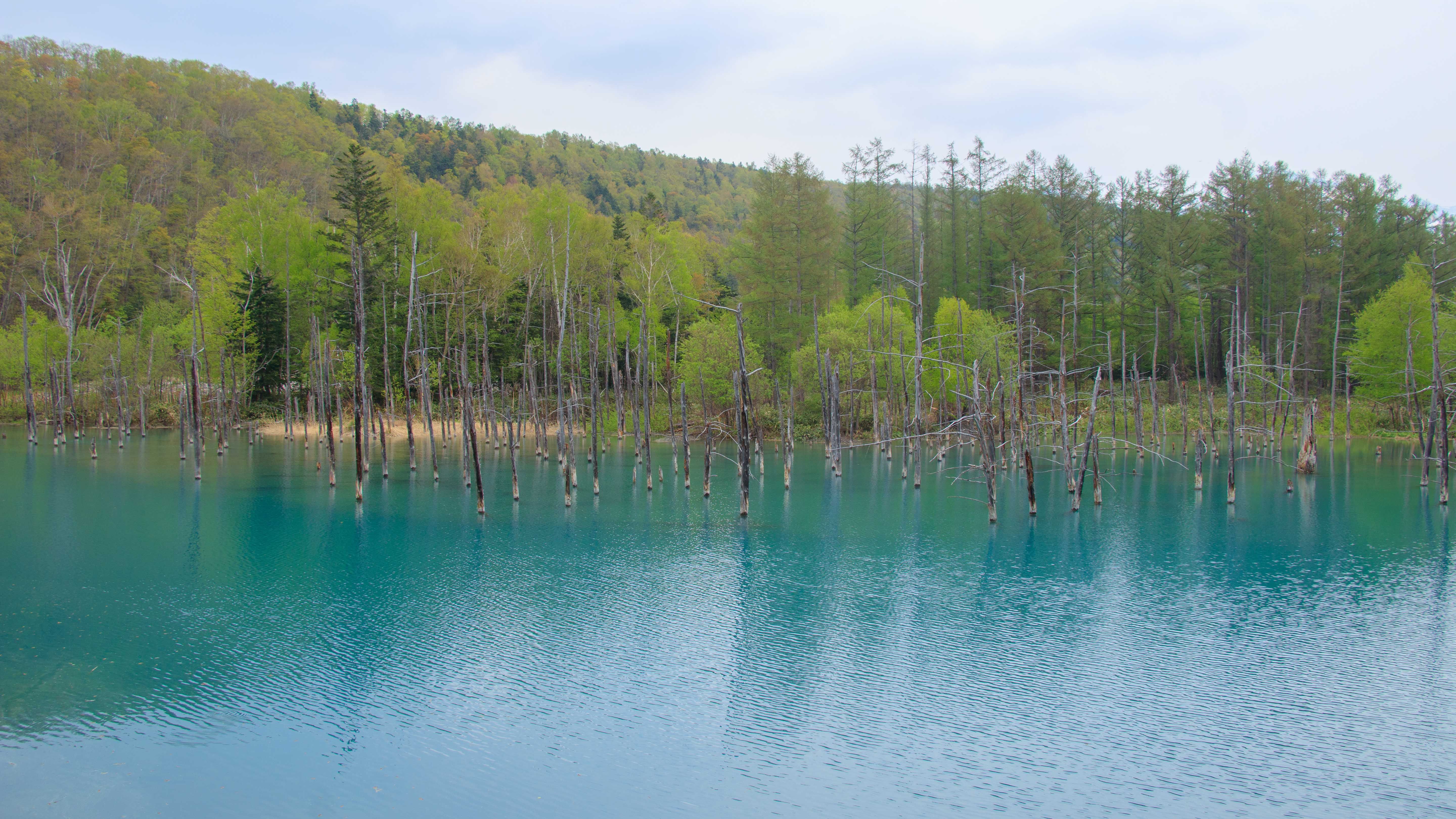 Peaceful blue lake with tree reflections and lush green forest in spring. Ideal for nature and travel themes.