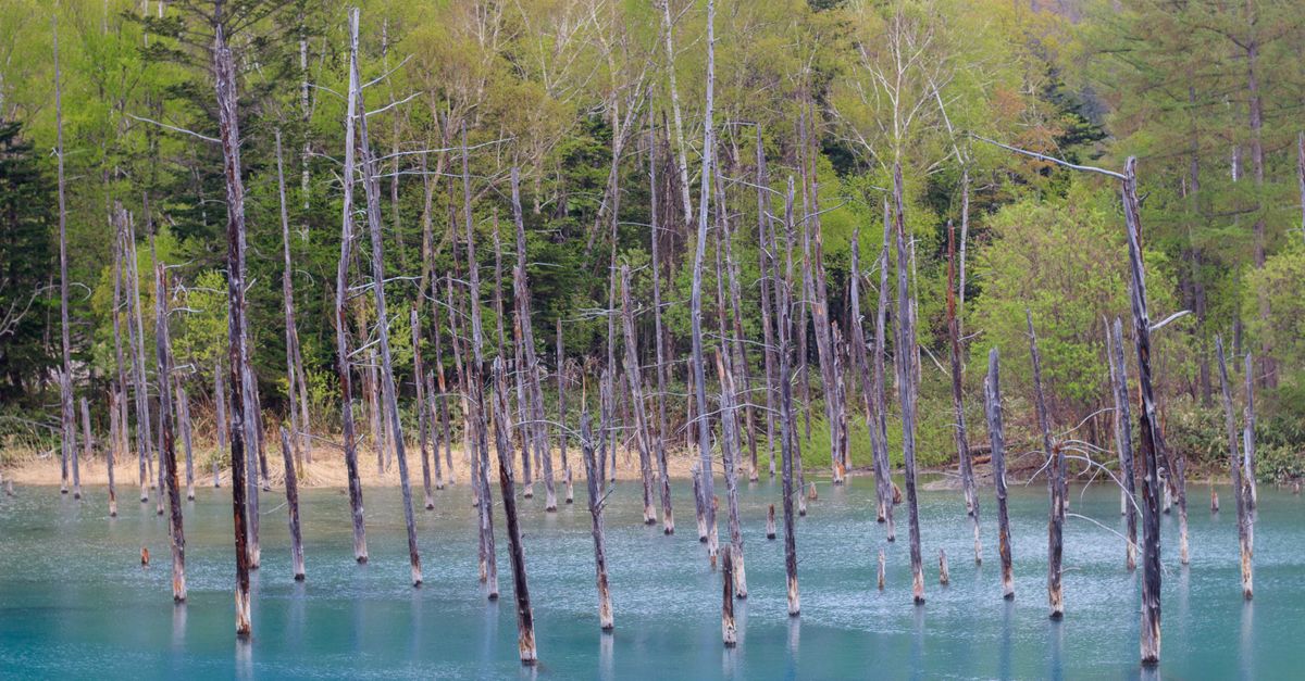 北海道旅游注意事项:熊目击警告 北海道旅游注意事项:熊目击警告