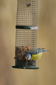 Close-up of a blue tit feeding from a metal bird feeder outdoors.