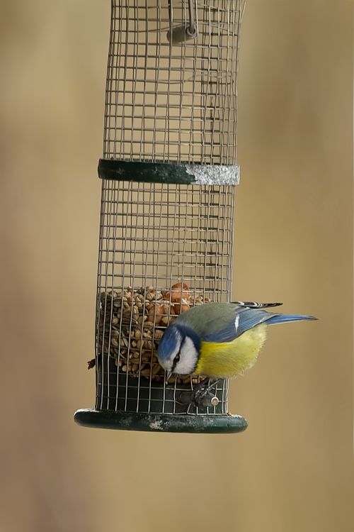 Free Close-up of a blue tit feeding from a metal bird feeder outdoors. Stock Photo