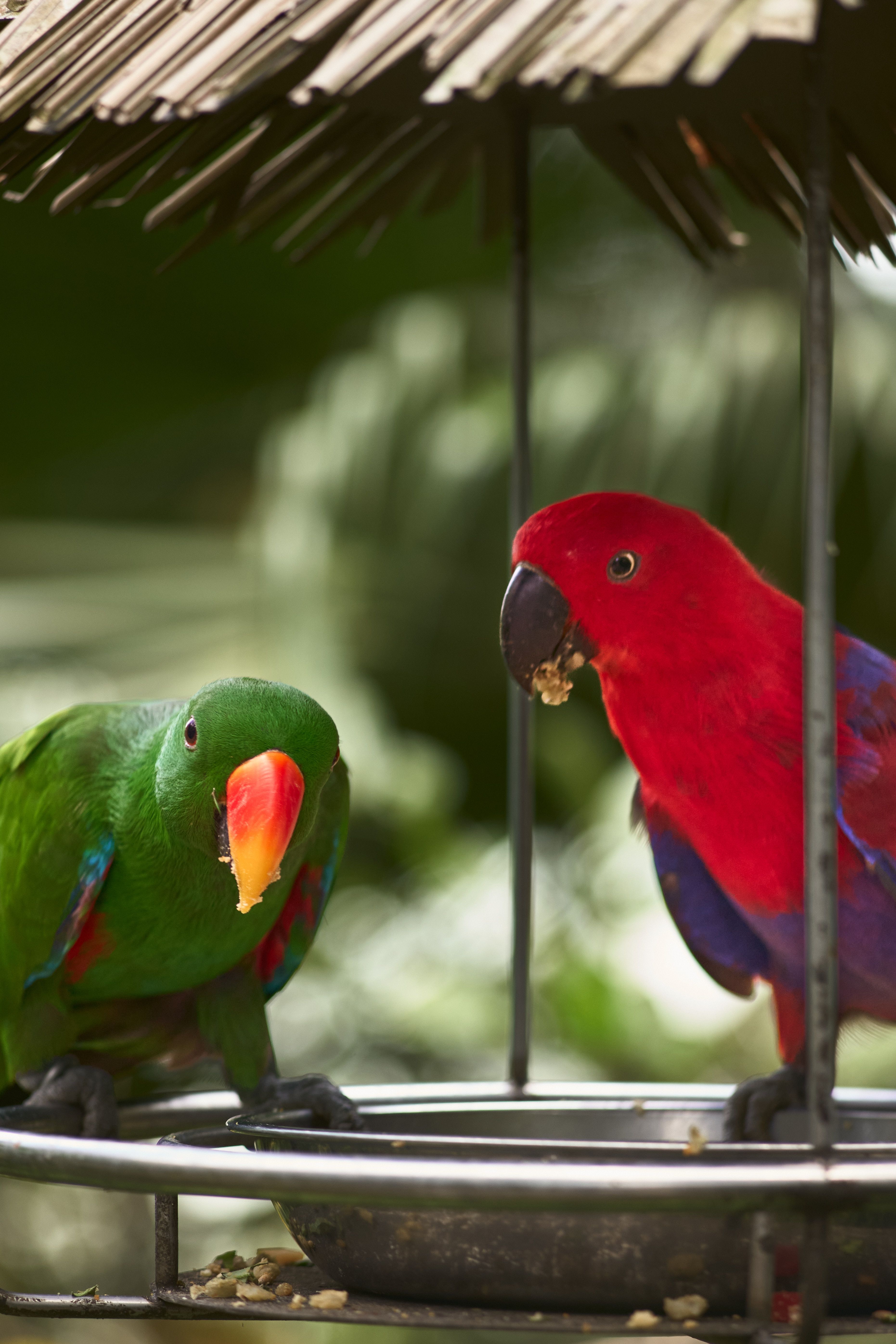 Vibrant red and green parrots enjoying food at an outdoor feeder. Tropical setting.