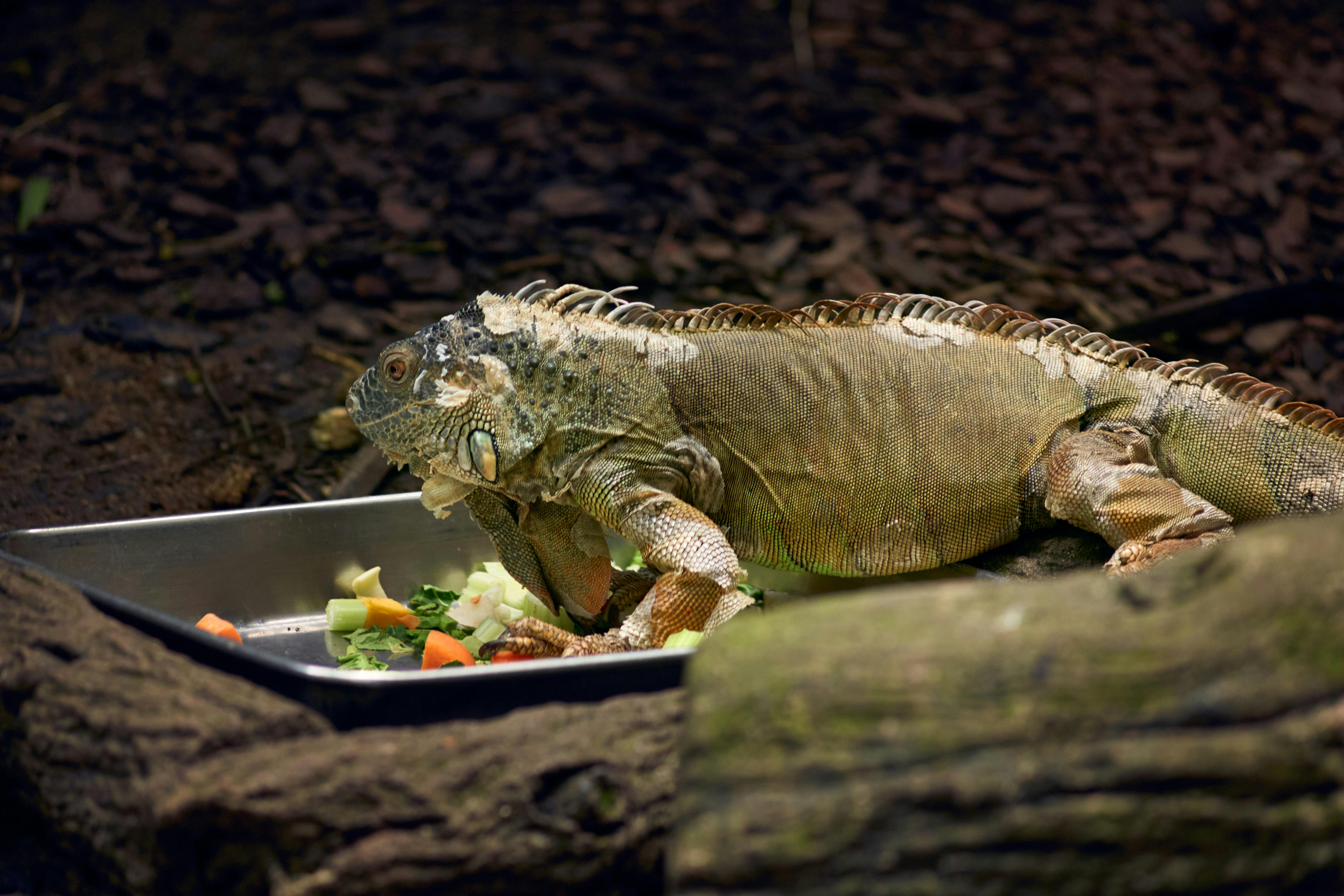 reptile feeding bowls
