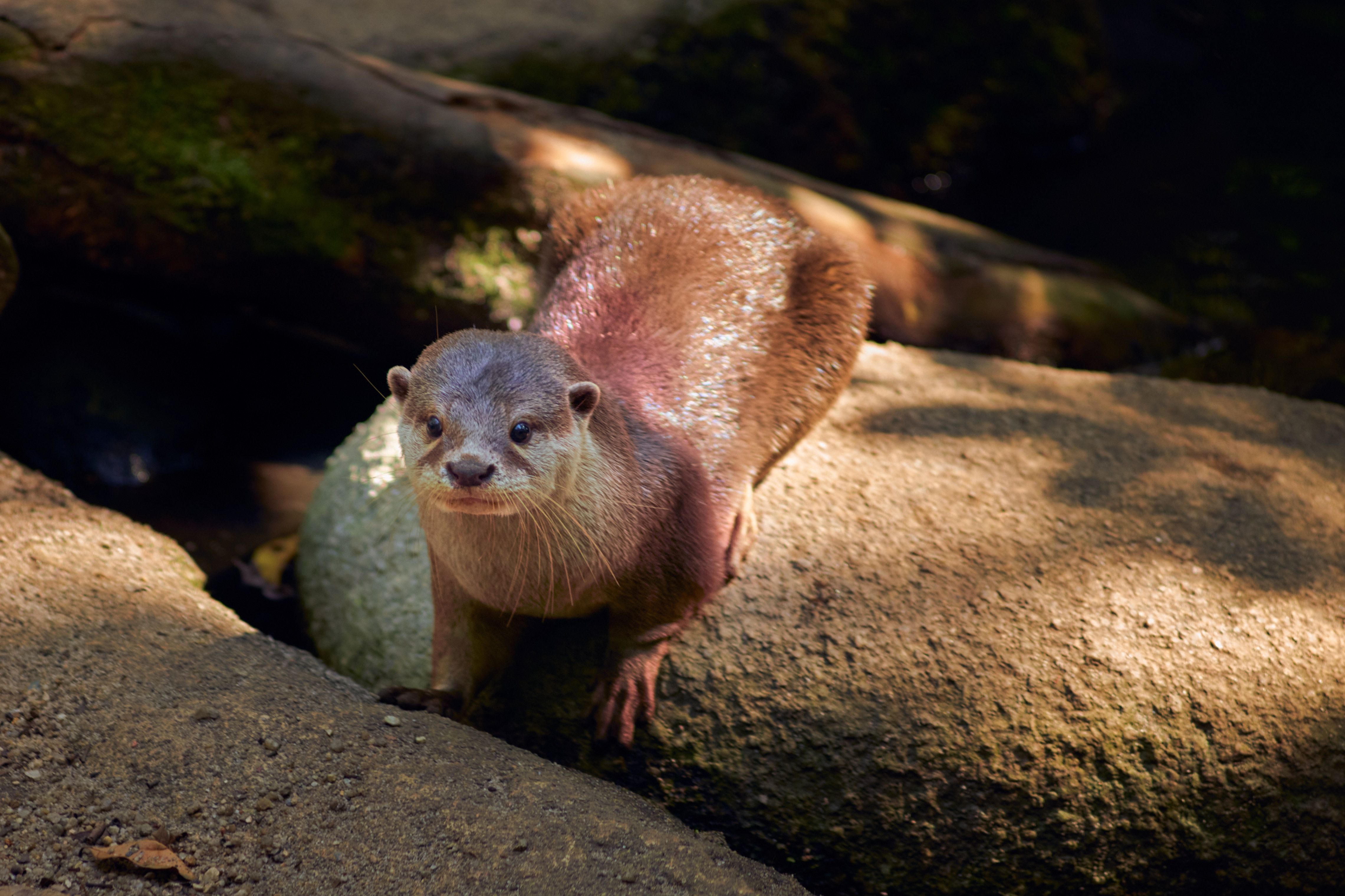 Close-up of an Otter on Rocks in Sunlight · Free Stock Photo