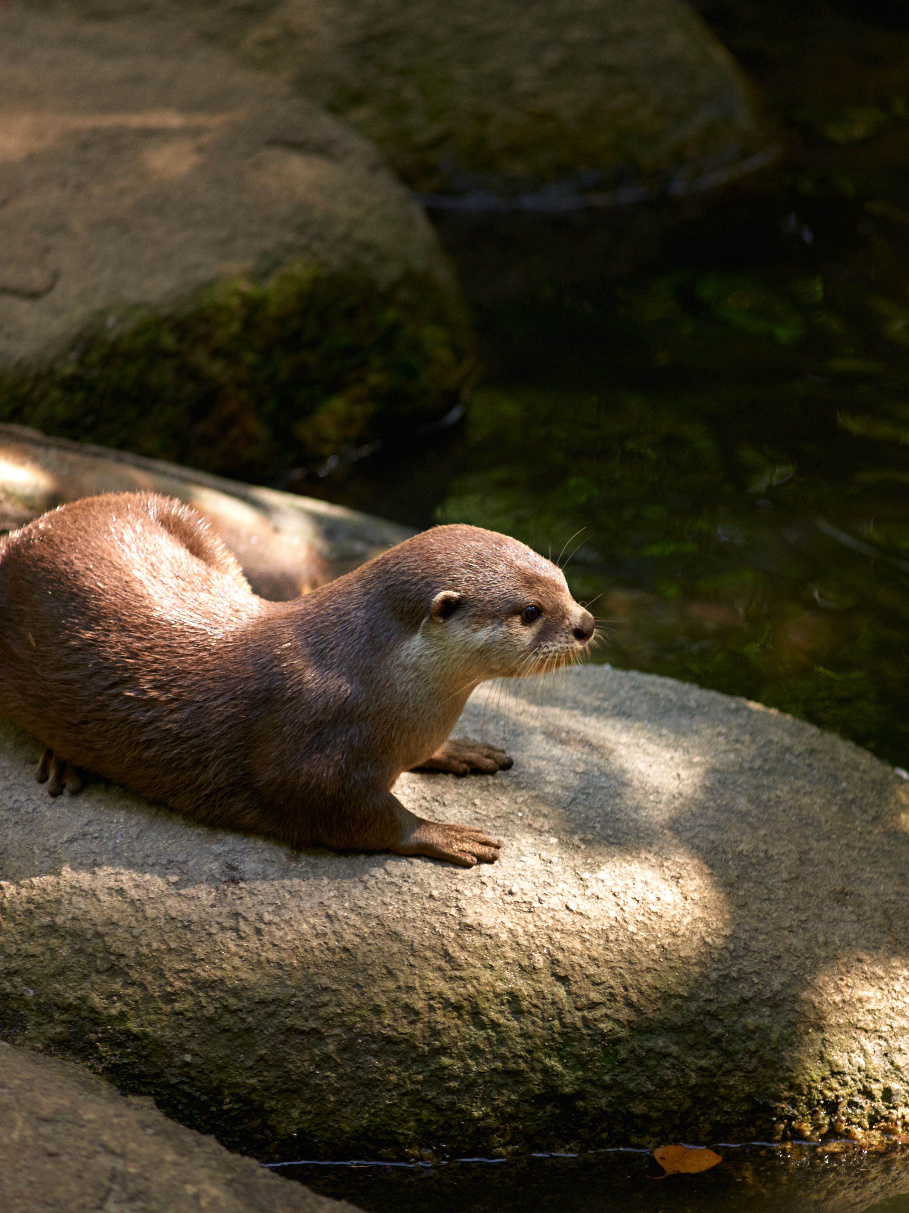 Asian Small-Clawed Otter Resting on Rocks · Free Stock Photo