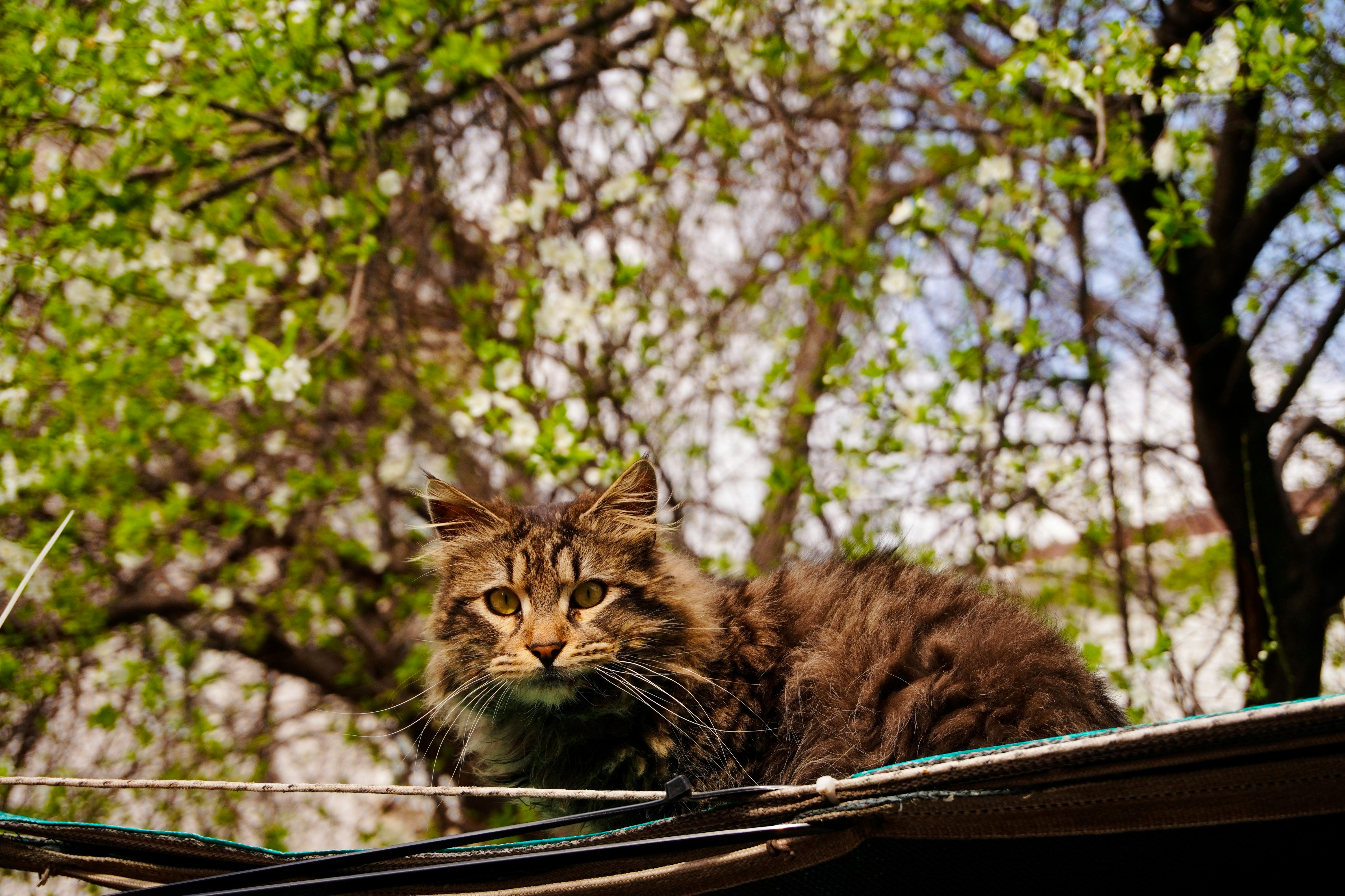 Spring Season Pet Safety Tips - WGN — Photo by photodailly on Pexels
