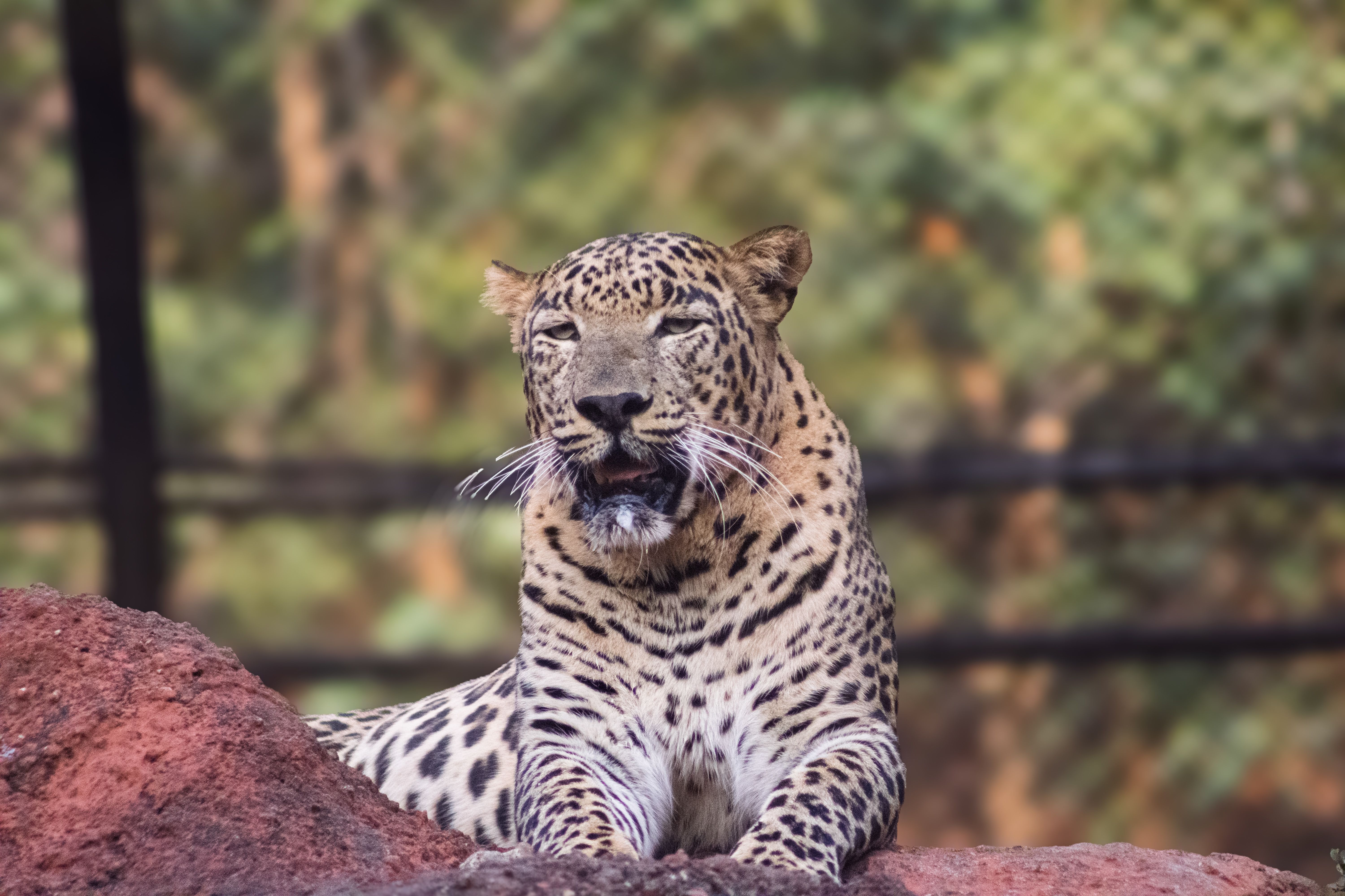 Majestic Leopard Resting on Rocks in Nature · Free Stock Photo