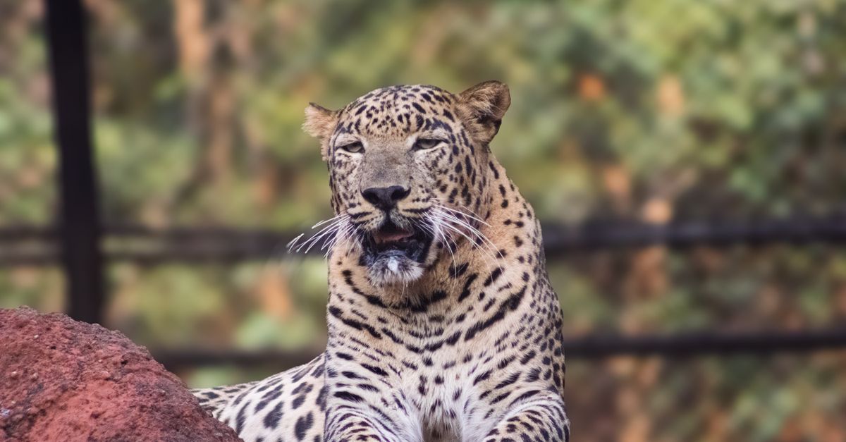 Leopard Spot Rocks Majestic Leopard Resting on Rocks in Nature · Free Stock Photo