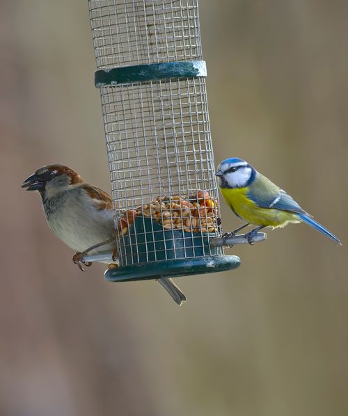 Free A sparrow and a blue tit sharing a bird feeder filled with seeds outdoors. Stock Photo