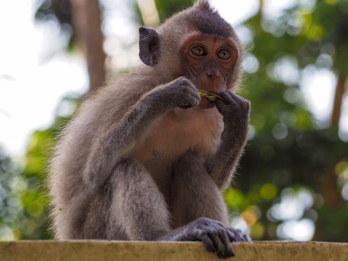 Free stock photo of animal, ape, asia Stock Photo